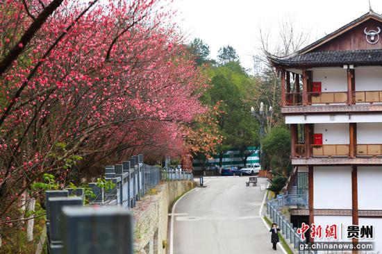 在剑河仰阿莎温泉小镇,红梅悄然绽放。聂晶梅 摄