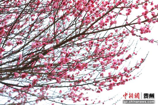 在剑河仰阿莎温泉小镇，红梅悄然绽放 。罗峥铭 摄