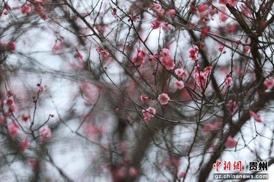 在剑河仰阿莎温泉小镇，红梅悄然绽放 。聂晶梅 摄