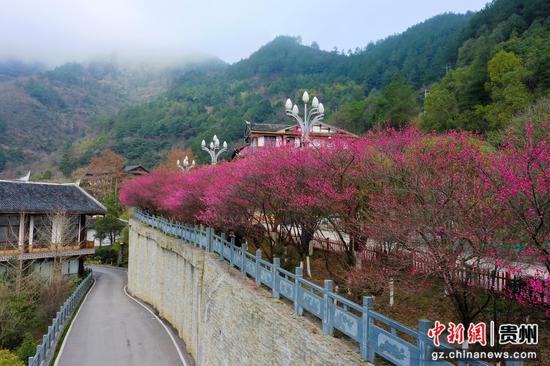 在剑河仰阿莎温泉小镇，红梅悄然绽放 。罗峥铭 摄