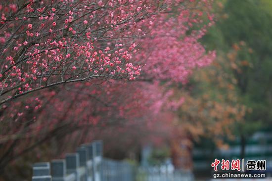 在剑河仰阿莎温泉小镇，红梅悄然绽放 。聂晶梅 摄