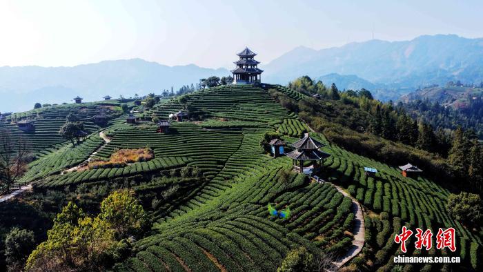 广西三江：冬日茶园美如画