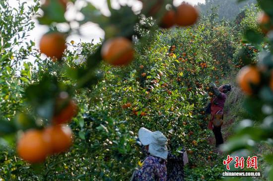 图为村民在采摘皇帝柑。吴德军 摄