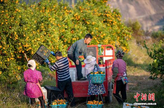 图为村民在装运采摘的皇帝柑。吴德军 摄