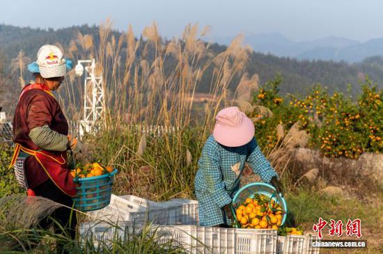 图为村民把采摘的皇帝柑装框。吴德军 摄