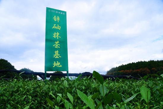 位于凤冈县田坝社区的锌硒抹茶基地。（饶云 摄）