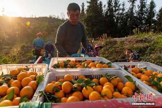 图为村民在装运采摘的皇帝柑。吴德军 摄