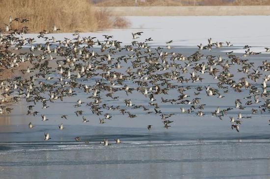 长尾鸭在皮山县乔达乡巴什拉克湿地公园嬉戏觅食。　通讯员 陈文杰 摄