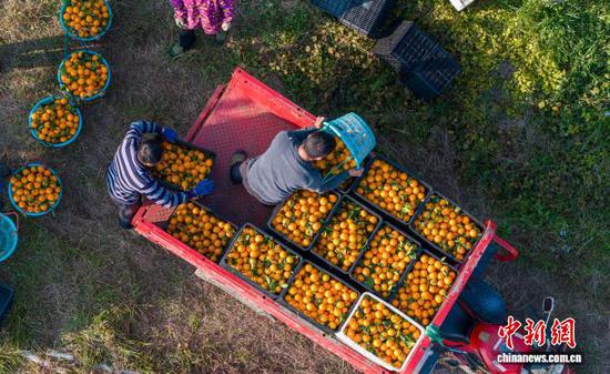 图为村民在装运采摘的皇帝柑。(无人机照片)吴德军 摄