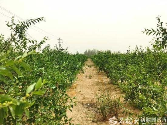民丰县后河坝沙漠阻击区种植的枣园郁郁葱葱。（资料图片）石榴云/新疆日报记者 曹华摄