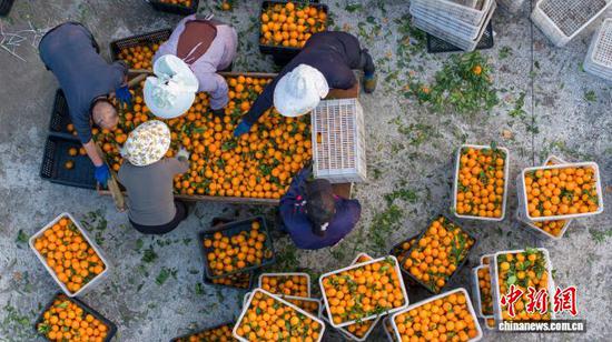 图为村民在分拣采摘的皇帝柑。(无人机照片)吴德军 摄
