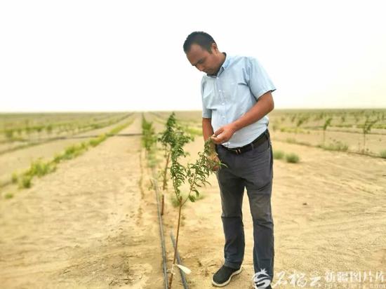 于田县农户阿布杜热合曼·麦麦提在承包的沙地里查看桃树苗生长情况。（资料图片）石榴云/新疆日报记者 曹华摄