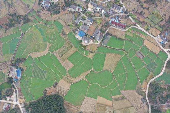 余庆县龙家镇光辉村豌豆尖种植基地。王杰摄