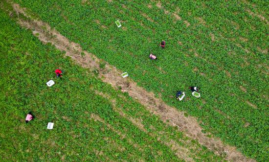 当地村民正在采摘豌豆尖。周磊摄