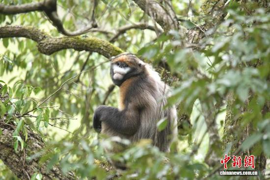 资料图：生活在梵净山的黔金丝猴。(梵净山管理局供图)