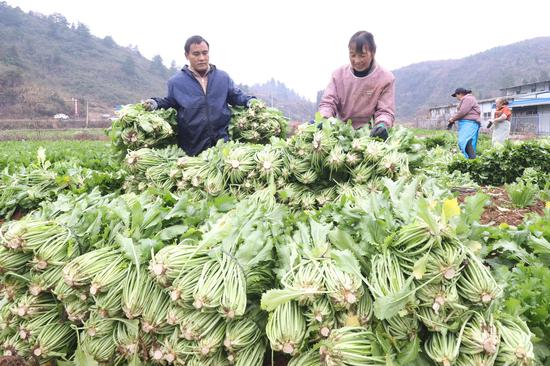 村民正在采收雪里蕻。唐鹏 摄