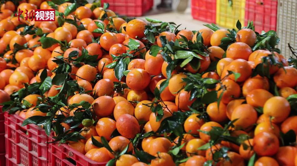 广西贺州：瑶乡年货精品水果48小时“鲜”达全国