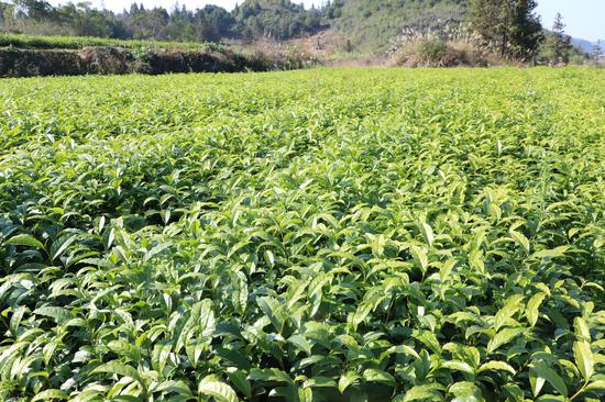 茶苗长势良好