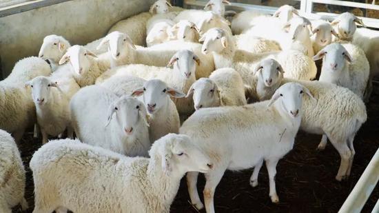 牧場(chǎng)的羊群。通訊員 努爾丁 攝