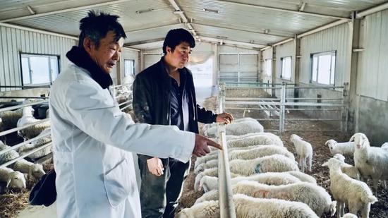 獸醫(yī)和飼養(yǎng)員討論羊群情況。通訊員 努爾丁 攝6