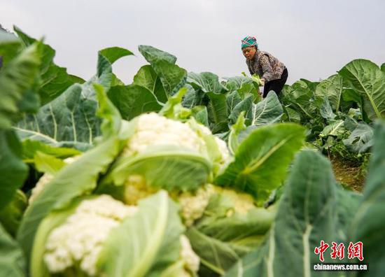 贵州从江：松花菜抢鲜上市