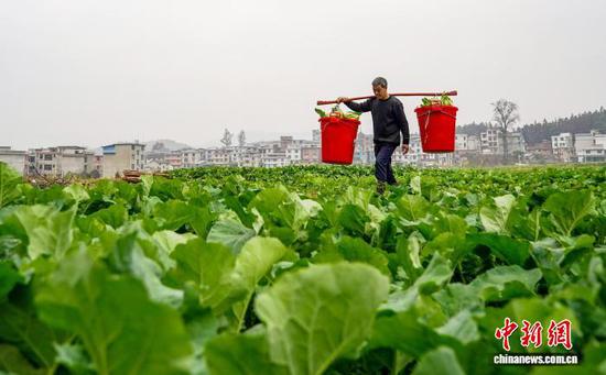 图为村民挑运采摘的松花菜。卢忠南 摄