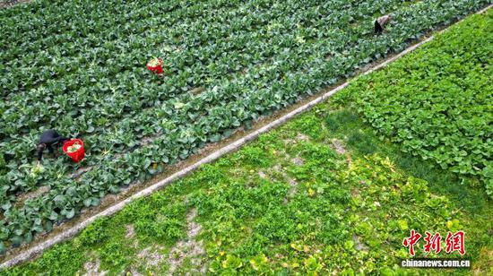 时下，贵州省从江县洛香镇上皮林村300余亩松花菜迎来丰收，村民穿梭在绿意盎然的菜地中，娴熟地收割、挑运、分拣、装车，将一筐筐鲜嫩的松花菜发往各地市场。图为1月19日，村民在田间采摘松花菜。卢忠南 摄