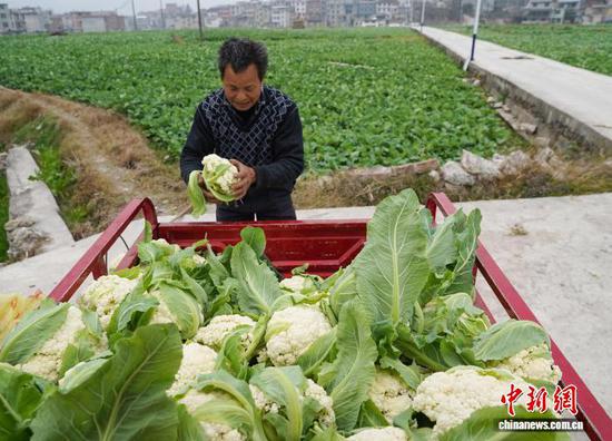 图为村民把采摘的松花菜装车。卢忠南 摄