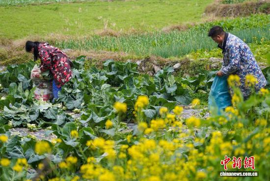 图为村民在田间把采摘的松花菜装袋。卢忠南 摄
