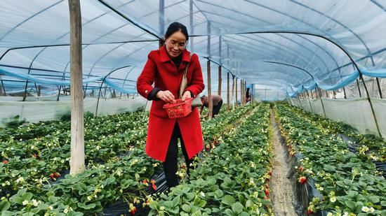 游客在草莓采摘园里忙于草莓采摘。