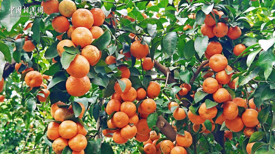 【这个城市有点潮】南宁：跟冬天的“甜度担当”组个“橘”吧！