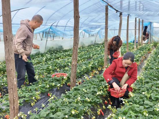 游客在草莓采摘园里忙于草莓采摘