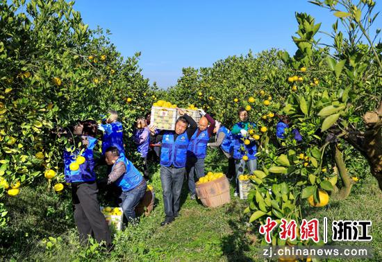 图为志愿者为残疾、低收入农户采摘胡柚。浙江省民政厅供图