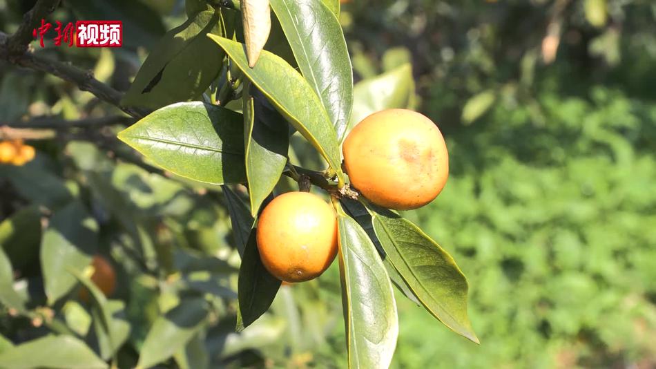 AI火眼金睛“挑”金桔 “中国金桔之乡”备战年货市场忙