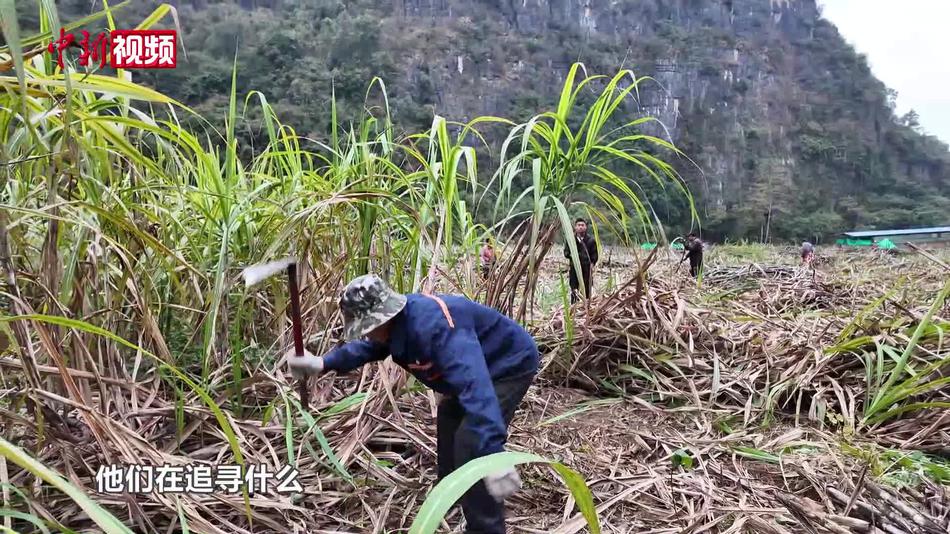 【新春纪事】跨省“追糖人”广西蔗海里收割“甜蜜”