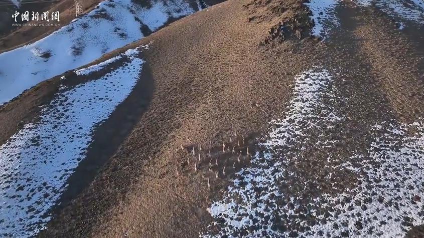 新疆：百余只北山羊现身巴音布鲁克山区