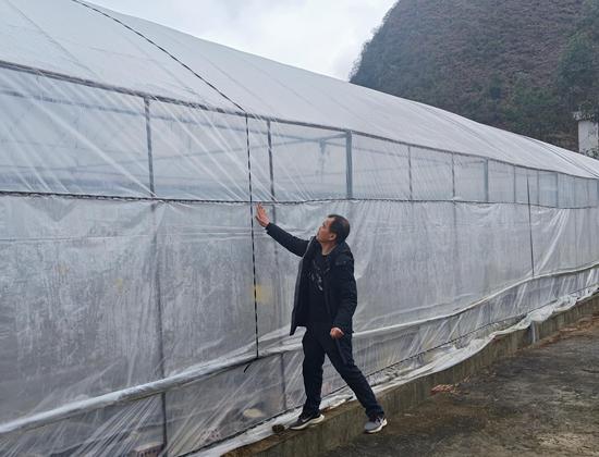 图为烟技员在对育苗大棚密封性进行检查。韦杰译摄