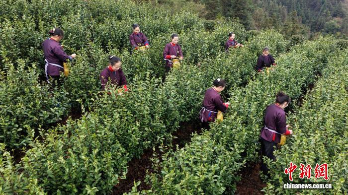 茶香飘四海 广西侗寨解锁“绿富”密码