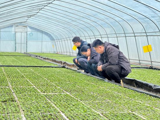 图为烟技员在查看烟苗状况。韦钦泉摄