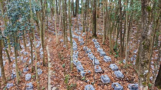 剑河县久仰镇九丢村金线莲种植基地 。熊兴富 摄