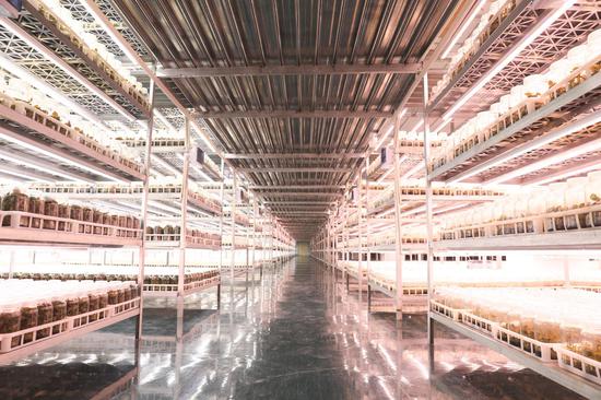 贵州金草药业有限公司的幼苗组培室。杨洁茹 摄