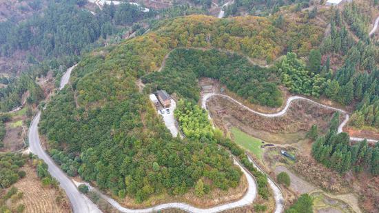 剑河县柳川镇关口金线莲种植基地。熊兴富 摄