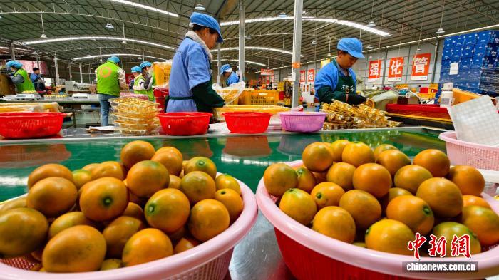 一颗金桔百亿梦 广西融安特色产业绘就乡村振兴新图景