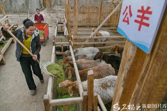 2月13日，木凯热木·麦提斯依提在羊圈给皮山红羊喂饲草料。