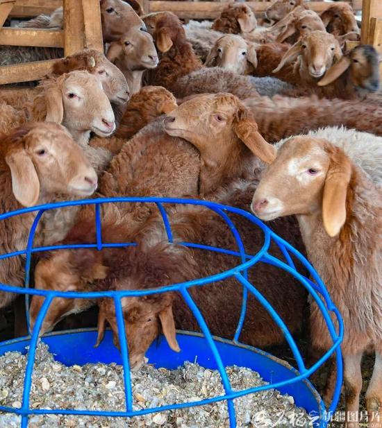 圈舍内的皮山红羊膘肥体壮，皮山红羊属肉脂兼用型粗毛绵羊品种，具备生长速度快，抗病性强，多胎高产，出肉率高等优势（2月13日摄）。8