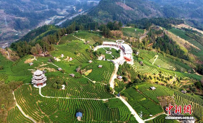 广西侗寨绿叶成“金叶” 村民喜提“新春红包”