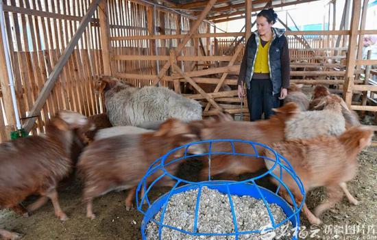 2月13日，木凯热木·麦提斯依提在羊圈观察皮山红羊生长情况。