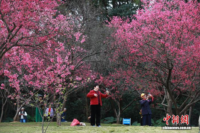 广西南宁樱花绽放 民众感受春日浪漫