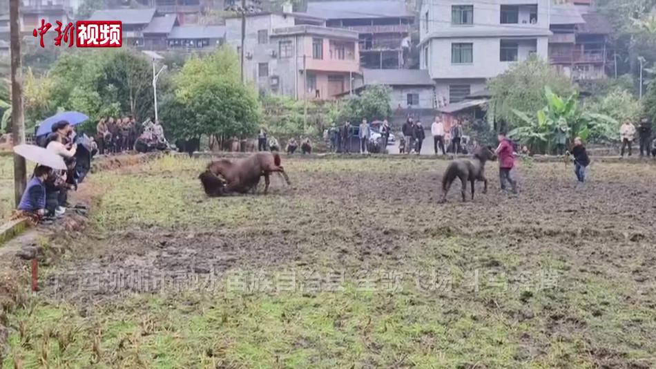 广西大苗山上演百年民俗 马年斗马闹新春