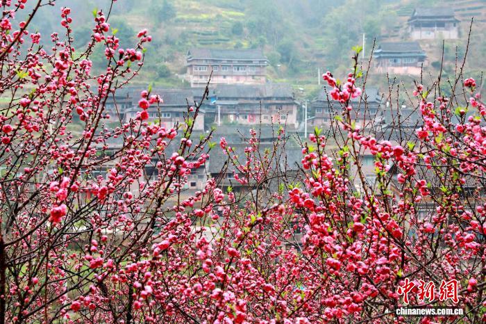广西三江：春染侗寨桃花艳